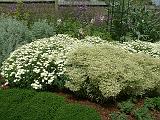 Perennial border -white 